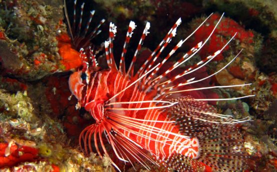 Dive - Lion Fish - Fiyavalhu Resort Maldives