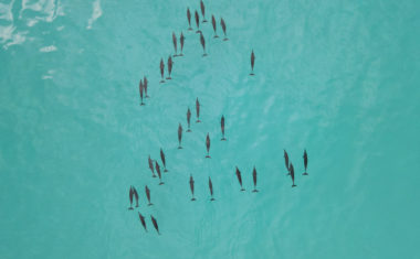 Dolphin watching - Fiyavalhu Resort Maldives