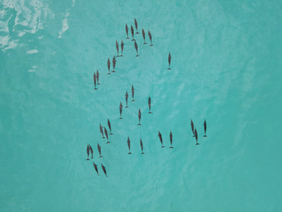 Dolphin watching - Fiyavalhu Resort Maldives