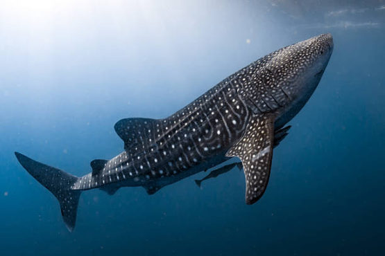 Whale Shark snorkelling - Fiyavalhu Resort Maldives